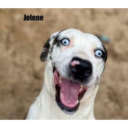 Photo of JOLENE
