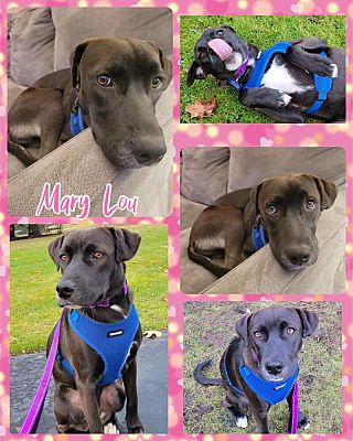 Williamsville, NY - Mixed Breed (Medium). Meet Mary Lou a Pet for ...