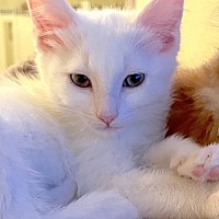 adopt a pet
