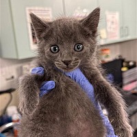 adopt a pet