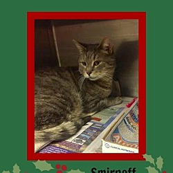 Thumbnail photo of Smirnoff-pending #1