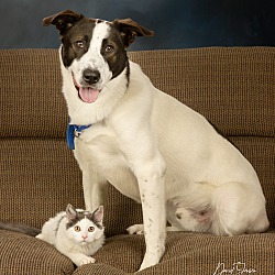 bonded pet photo