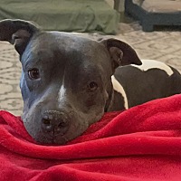 adopt-pet