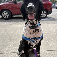 adopt-pet