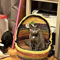 adopt a pet
