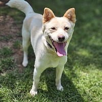 adopt-pet