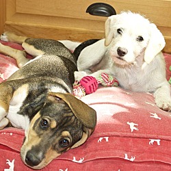 Thumbnail photo of Nilly and Bailey #3