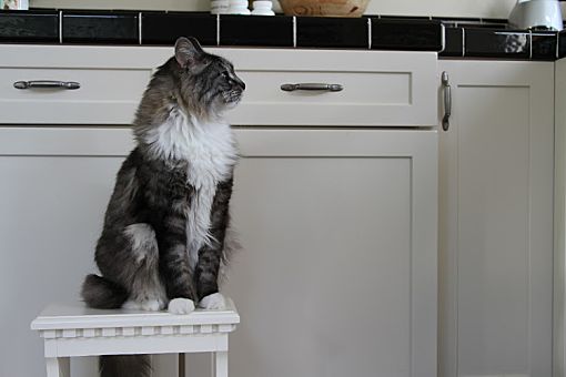 Novato Ca Maine Coon Meet Arimis A Pet For Adoption