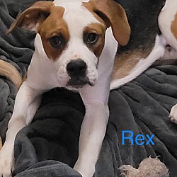 Thumbnail photo of Rex Box #3
