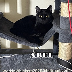 Thumbnail photo of ABEL #2