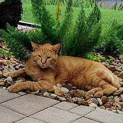 Photo of Sander