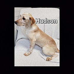 Thumbnail photo of Hudson #3
