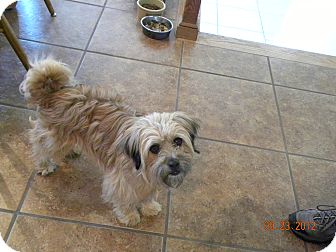 Fort Collins Co Tibetan Terrier Meet Buddy A Pet For Adoption