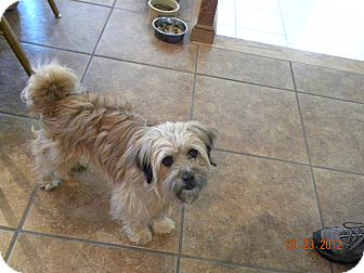 tibetan terrier mix