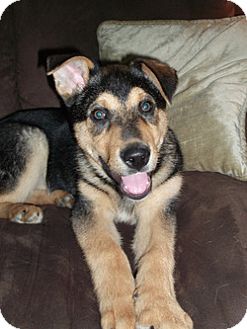 Wasilla Ak German Shepherd Dog Meet Dawson A Pet For Adoption
