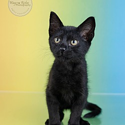 Thumbnail photo of Lilah - Adopted #1