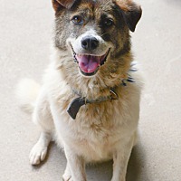 adopt-pet
