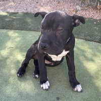adopt-pet