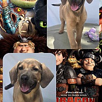 adopt a pet