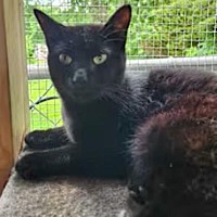 adopt-pet
