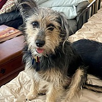 adopt-pet