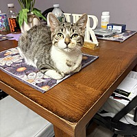 adopt a pet