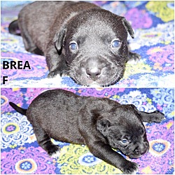 Thumbnail photo of Brea #2