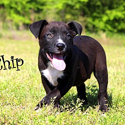 Thumbnail photo of Chip~adopted! #2