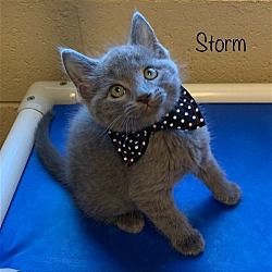 Thumbnail photo of Storm #3
