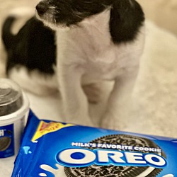 Thumbnail photo of Oreo (located in CT) #3