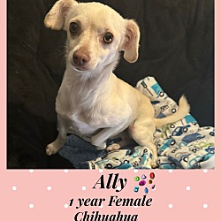 Photo of ALLY – 1 YEAR FEMALE CHIHUAHUA