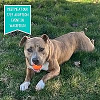 adopt a pet