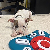 adopt a pet