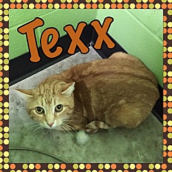 Photo of Texx