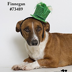 Thumbnail photo of Finnegan #4