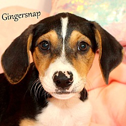 Thumbnail photo of Gingersnap ~ meet me! #1