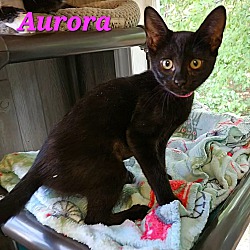 Thumbnail photo of Aurora #1