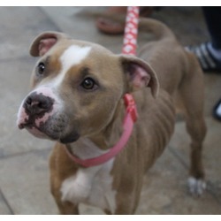 Thumbnail photo of Adoptable Reina #2