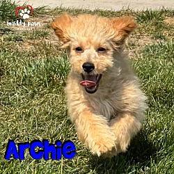 Thumbnail photo of Archie - ABC Litter - No Longer Accepting Applications #1