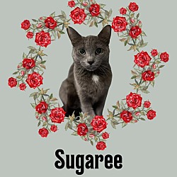 Thumbnail photo of Sugaree #1