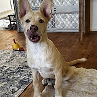 adopt a pet