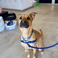 adopt a pet