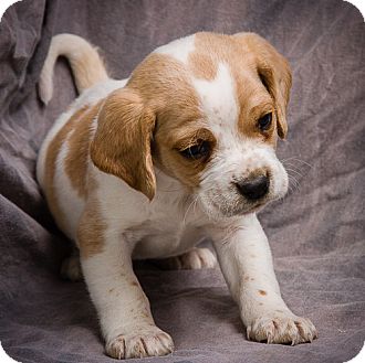 cocker terrier mix puppies