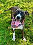 BACON ~ MEET ME! - Boxer / American Pit Bull Terrier available for adoption