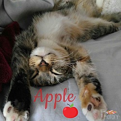 Thumbnail photo of Apple #1