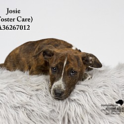 Thumbnail photo of Josie  (Foster Care) #1