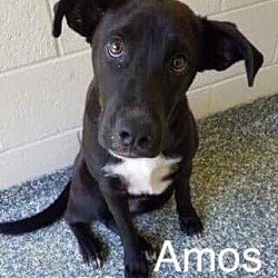 Photo of Amos
