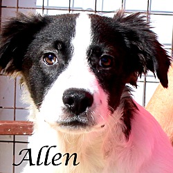 Thumbnail photo of Allen ~ meet me! #1