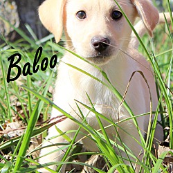 Thumbnail photo of Baloo~adopted! #2