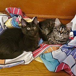 Photo of Lilah & Lily- bonded pair